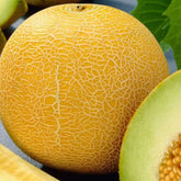 Hectarul - Seminte de pepene galben Medena Rosa- 3 grame OPAL